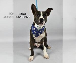 Mutt Dogs for adoption in Bakersfield, CA, USA