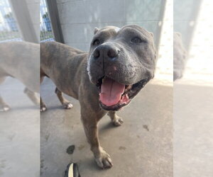 ZUZU - Female Mutt Dog for Adoption - Photo #4