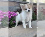 Small Photo #1 Pomeranian Puppy For Sale in CANOGA, NY, USA