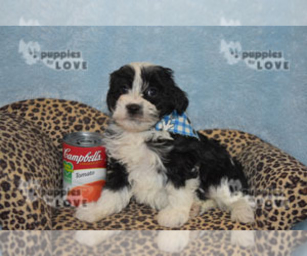 Medium Photo #5 Aussiedoodle Puppy For Sale in SANGER, TX, USA