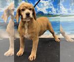Small Cocker Spaniel