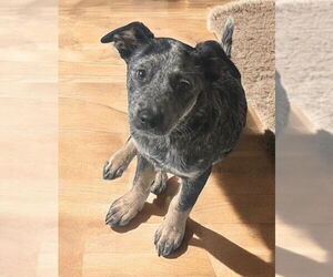 Mutt Dogs for adoption in Olalla, WA, USA