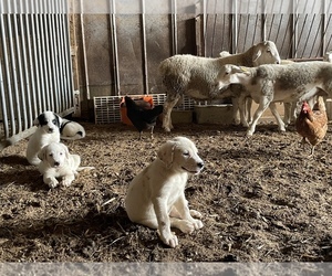 Akbash Dog-Karakachan Mix Puppy for sale in PIKEVILLE, TN, USA