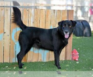Labrador Retriever-Unknown Mix Dogs for adoption in West Valley, UT, USA