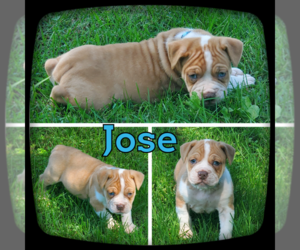 Olde English Bulldogge Puppy for sale in WHEELER, MI, USA