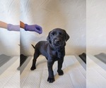 Puppy Purple Doberman Pinscher-Schnauzer (Giant) Mix