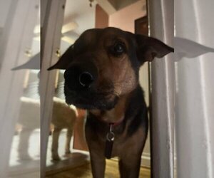 Cyrus (TX) - Male Mutt Dog for Adoption - Photo #4
