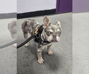Wyatt (Special Needs) - Male French Bulldog Dog for Adoption - Photo #3