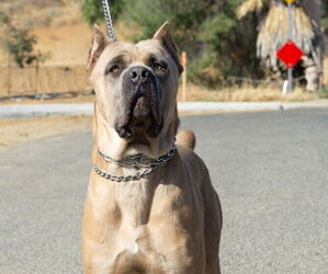 Father of the Cane Corso puppies born on 06/15/2026