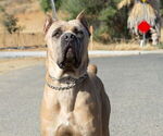Small Photo #1 Cane Corso Puppy For Sale in HENDERSON, NV, USA