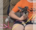 Small Photo #1 Schnauzer (Miniature) Puppy For Sale in BROOKSVILLE, FL, USA