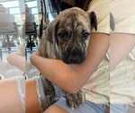 Small #1 Labrador Retriever Mix