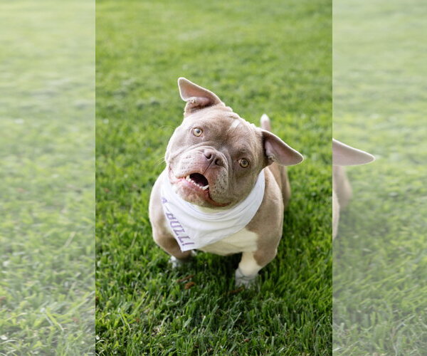 Medium Photo #8 American Bulldog-Unknown Mix Puppy For Sale in Crete, IL, USA