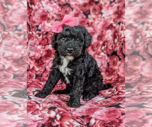 Medium Photo #2 Poodle (Miniature) Puppy For Sale in LINCOLN UNIV, PA, USA