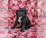 Small Photo #2 Poodle (Miniature) Puppy For Sale in LINCOLN UNIV, PA, USA