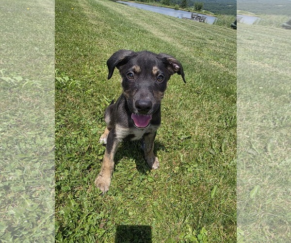 Medium Photo #3 Shepradors Puppy For Sale in SHERBURNE, NY, USA