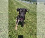 Small #2 Shepradors