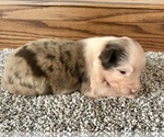 Small Photo #1 Australian Shepherd Puppy For Sale in LODA, IL, USA