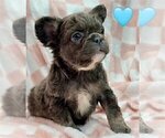 Small #18 French Bulldog