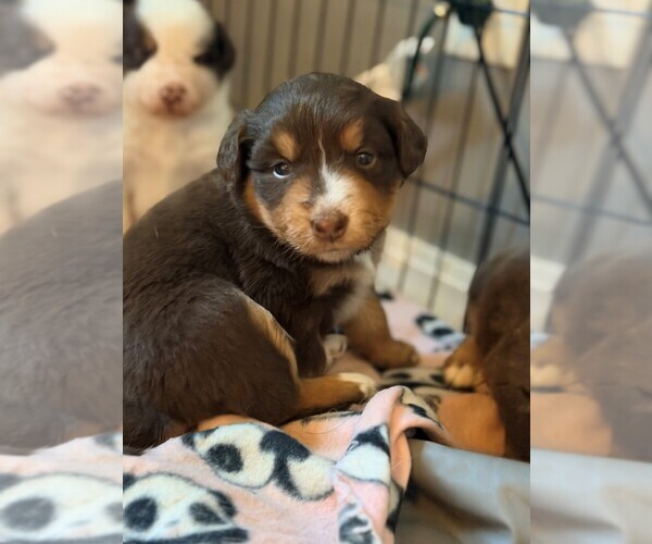 Medium Photo #2 Australian Shepherd Puppy For Sale in PLEASANT PLAINS, IL, USA