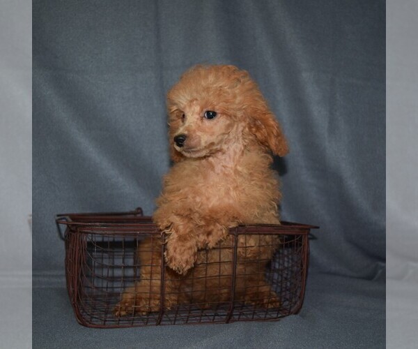 Medium Photo #3 Poodle (Toy) Puppy For Sale in BARNESVILLE, KS, USA