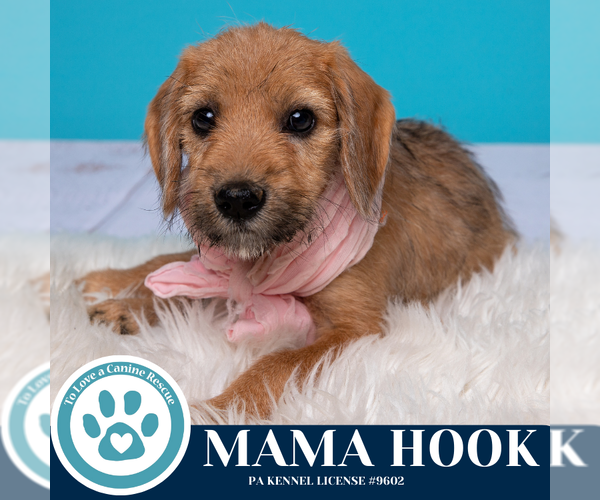 Medium Photo #4 Beagle-Unknown Mix Puppy For Sale in Kimberton, PA, USA