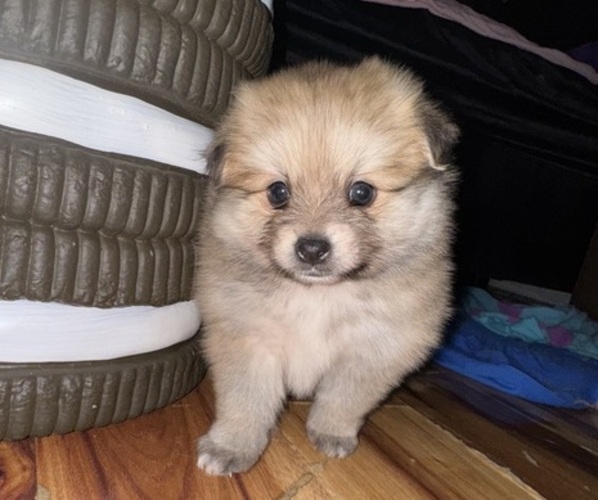 Medium Photo #1 Pomeranian Puppy For Sale in SACRAMENTO, CA, USA