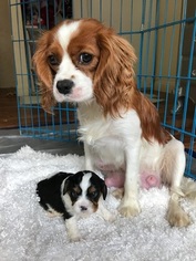 Father of the Cavalier King Charles Spaniel puppies born on 04/04/2018