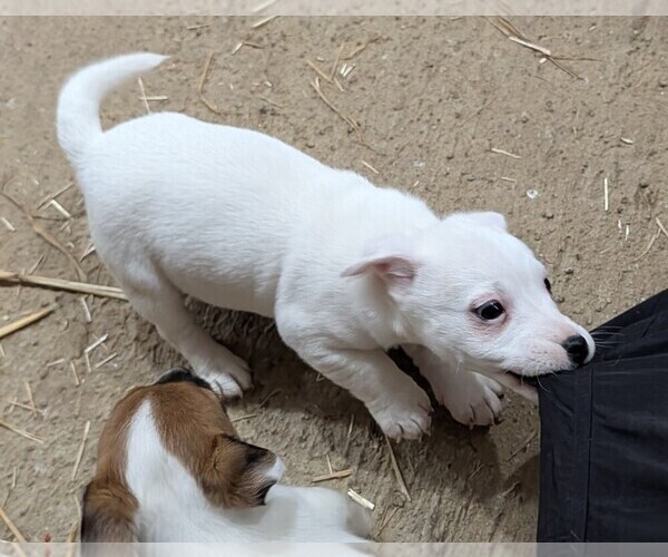 Medium Photo #2 Jack Russell Terrier Puppy For Sale in APPLE GROVE, WV, USA