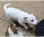 Small Photo #2 Jack Russell Terrier Puppy For Sale in APPLE GROVE, WV, USA