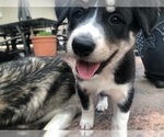 Small Photo #4 Labrador Retriever-Wolf Hybrid Mix Puppy For Sale in GASSVILLE, AR, USA