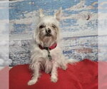 Small #1 Brussels Griffon Mix