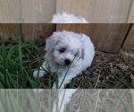 Small Photo #7 Zuchon Puppy For Sale in SHAWNEE, KS, USA