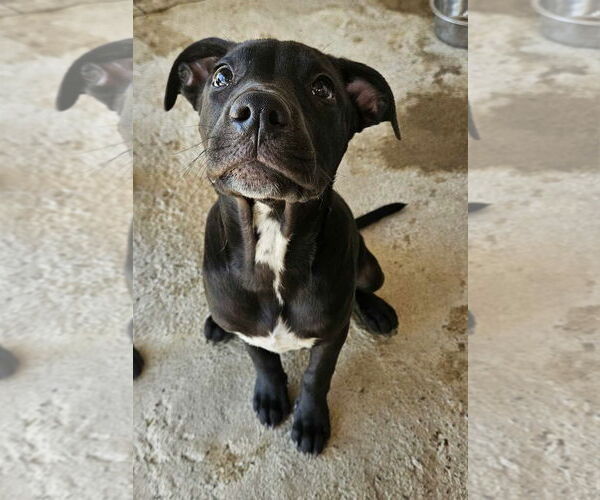Medium Photo #2 Labrador Retriever-Unknown Mix Puppy For Sale in El Centro, CA, USA