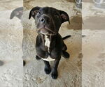 Small #1 Labrador Retriever Mix