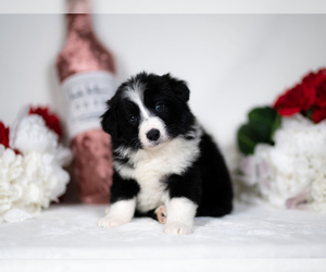 Border Collie Puppy for sale in CONWAY, MO, USA
