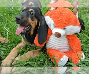 Bloodhound Puppy for sale in CORNING, AR, USA