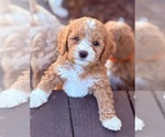 Small #4 Goldendoodle (Miniature)