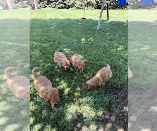 Medium Photo #4 Golden Retriever Puppy For Sale in ROCK VALLEY, IA, USA