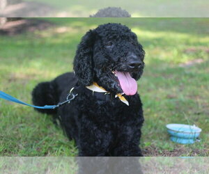 Poodle (Standard) Dogs for adoption in Westwood, NJ, USA