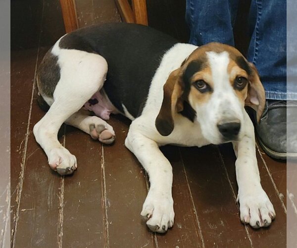 Medium Photo #1 Basset Hound-Treeing Walker Coonhound Mix Puppy For Sale in Harrison, AR, USA