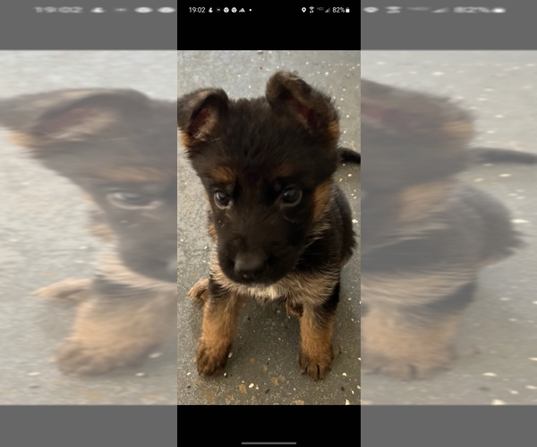 Medium Photo #7 German Shepherd Dog Puppy For Sale in NEW PORT RICHEY, FL, USA