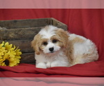 Small #2 Cavachon