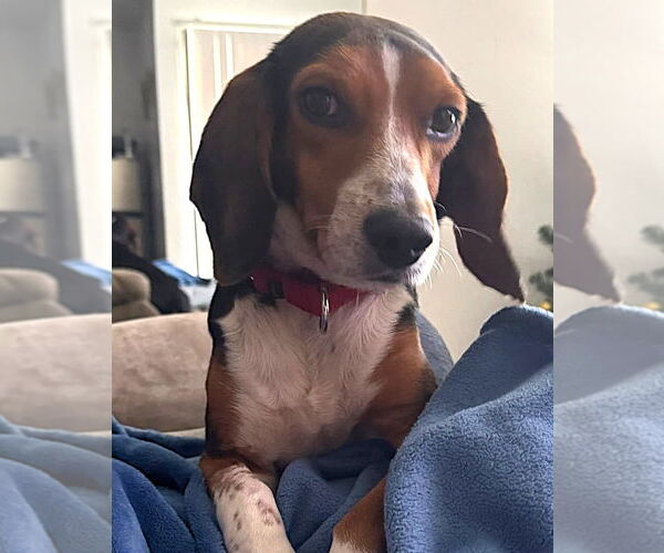 Medium Photo #4 Beagle Puppy For Sale in Dunnellon, FL, USA