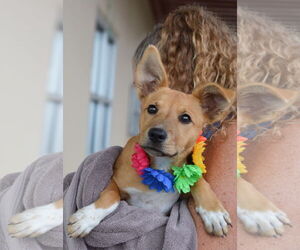 Mutt Dogs for adoption in McKinney, TX, USA