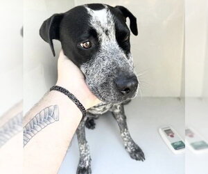 Mutt Dogs for adoption in Houston, TX, USA