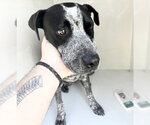 Small Mutt