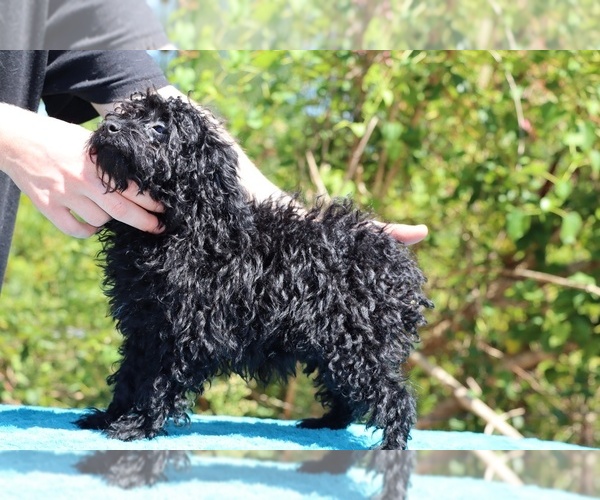 Medium Photo #39 Poodle (Toy) Puppy For Sale in DYERSBURG, TN, USA