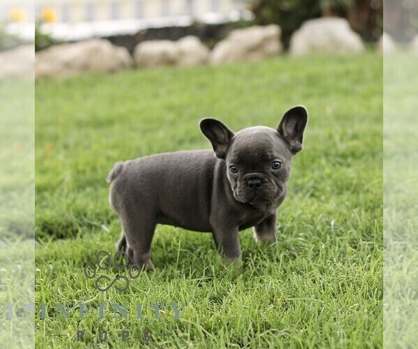 Medium Photo #5 French Bulldog Puppy For Sale in RONKS, PA, USA
