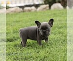 Small #4 French Bulldog